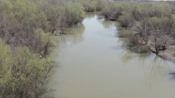 雲の多い春の日に 荒野の真ん中の太い木の線に囲まれた野生の濁った川にカメラドローンで近い飛行 — ストック動画