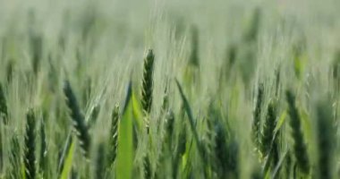 Büyük bir tarlanın ortasında rüzgarda sallanan bir çift buğday çubuğuna doğru yavaşça ilerliyor.