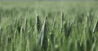 Rüzgarlı bir günde büyük ve geniş bir buğday tarlasında bir çift buğday çubuğuna çok yaklaşmak. Kamera sola hareket ediyor.