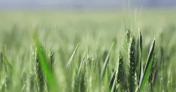 Llegar Muy Cerca Par Palos Trigo Campo Trigo Grande Vasto — Vídeo de stock