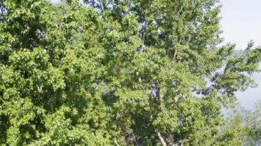 İnsansız hava aracı, ağaçların tepesinden Tuna nehri manzarasına doğru fırlatıldı.