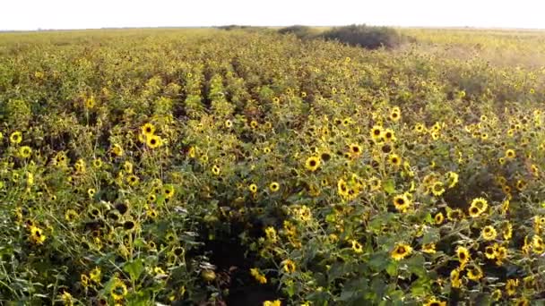 Повітряний Дрон Дивиться Політ Над Вершинним Полем Стиглими Голівками Соняшнику — стокове відео