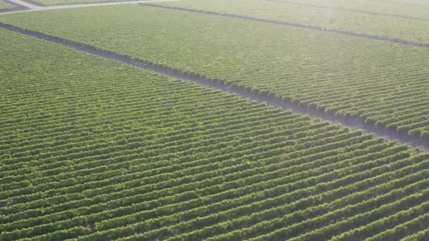 空中无人驾驶飞机俯瞰美丽的绿色葡萄园 缓慢地飞越酿造葡萄酒的农田 — 图库视频影像