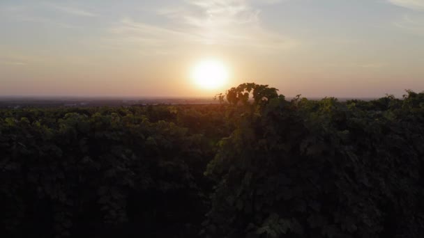 Sonnenuntergang Über Dem Weinberg Kamerafahrt Die Kamera Bewegt Sich Von — Stockvideo