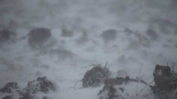 Winter scene strong wind — Stock Video