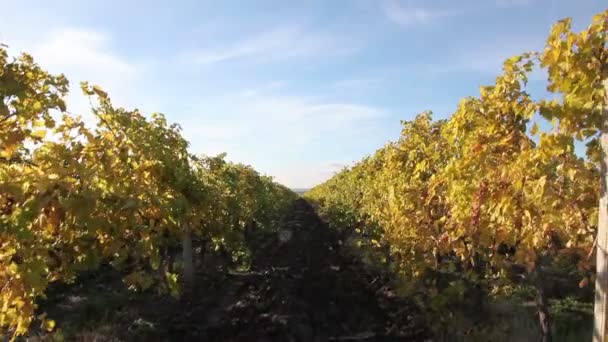 Craneshot van een wijngaard in de herfst — Stockvideo