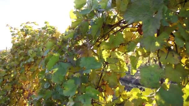 Winnice jesienią — Wideo stockowe
