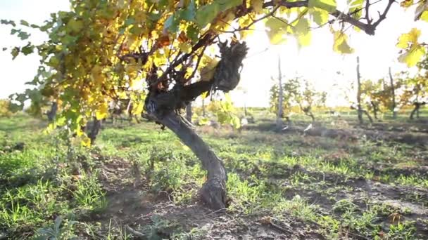 Kraan schot van wijngaarden — Stockvideo