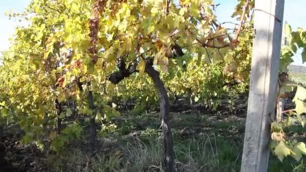 Крановий знімок виноградників — стокове відео