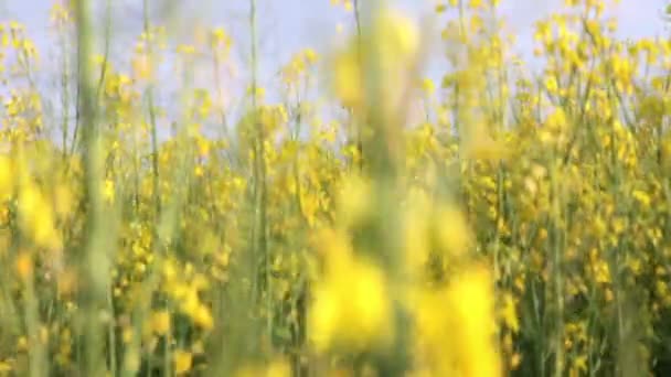 Grúa de cámara de campo de colza — Vídeo de stock