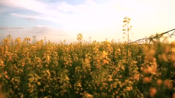 Champ de colza au printemps — Video