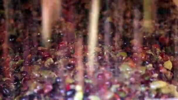 Крупный план винограда в процессе производства вина — стоковое видео