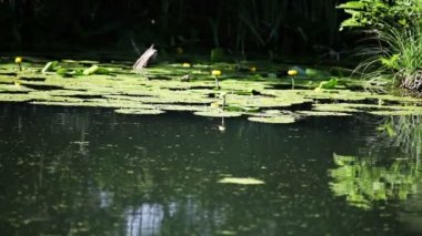 Bataklık bitkiler ve böcekler