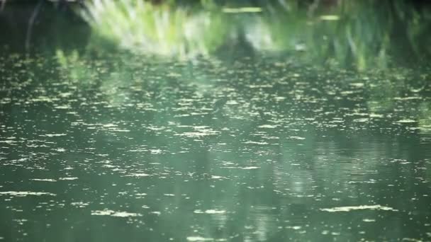 肮脏的沼泽水 — 图库视频影像