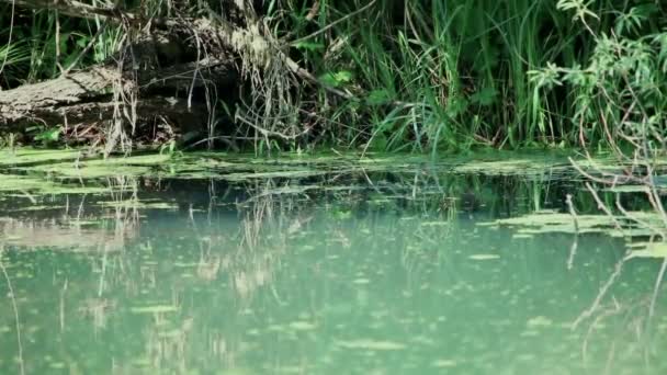 Рослини і комахи деталь болота — стокове відео