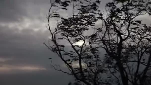 Copa del árbol en el fuerte viento — Vídeo de stock