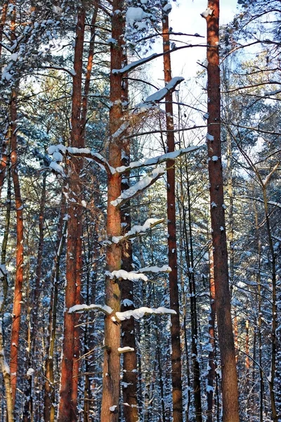 Pinos en invierno — Foto de Stock