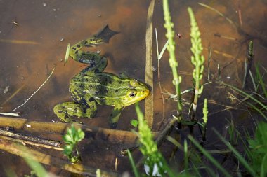 Havuzu Kurbağa (Pelophylax lessonae)
