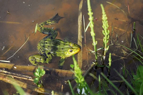 Havuzu Kurbağa (Pelophylax lessonae)