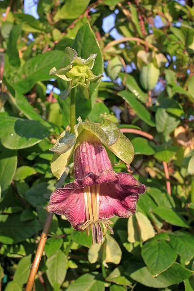 Cobaea Est Genre Plantes Fleurs Dont Une Vingtaine Espèces Alpinistes — Photo