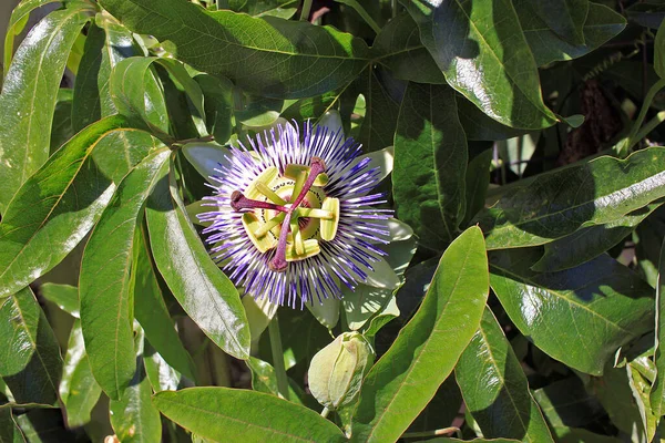 Passiflora Flower São Tendril Bearing Videiras Com Alguns Sendo Arbustos — Fotografia de Stock