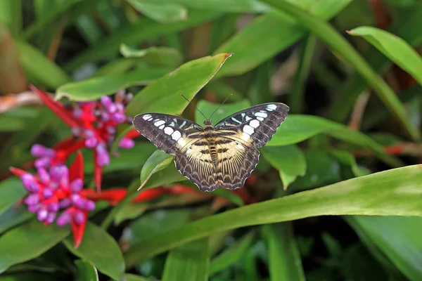 Parthenos Sylvia Der Klipper Ist Eine Schmetterlingsart Die Süd Und — Stockfoto