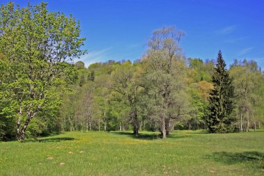 Çimenli ve ağaçlı bahar manzarası