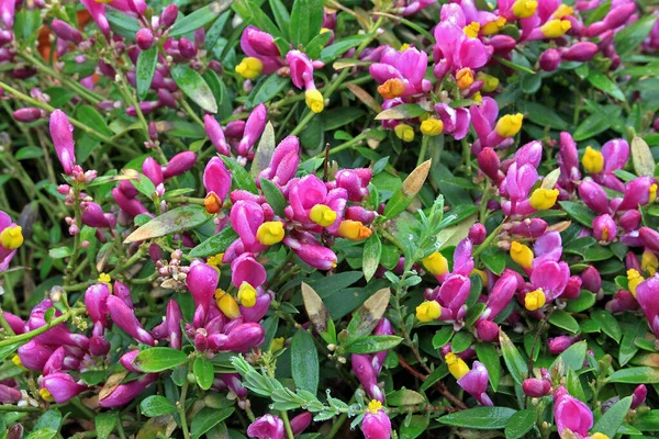Polygala Chamaebuxus Keřovitá Mléčná Třezalka Okrasná Rostlina Původem Alp Hor — Stock fotografie