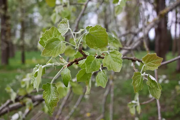 ポプラAlba 一般的に銀ポプラ または白ポプラと呼ばれる 中規模の落葉樹です — ストック写真