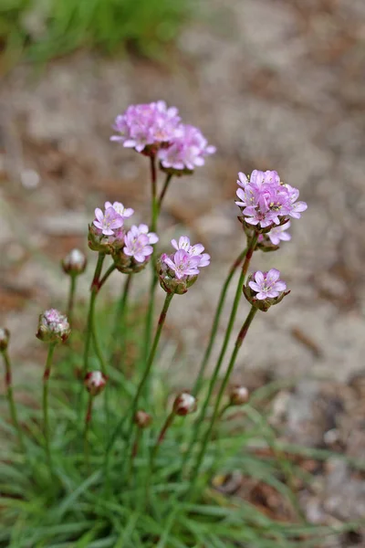 Armeria Maritima Économie Économie Mer Rose Marin Est Une Vivace — Photo