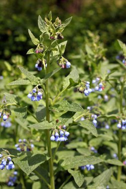 Symphytum caucasicum ya da beinwell, mavi comfrey, Kafkasya 'da yetişen ve Kafkasya' ya özgü süs bitkisi.