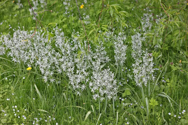 Ornithogalum Nutans Connu Sous Nom Étoile Tombante Bethléem Est Une — Photo