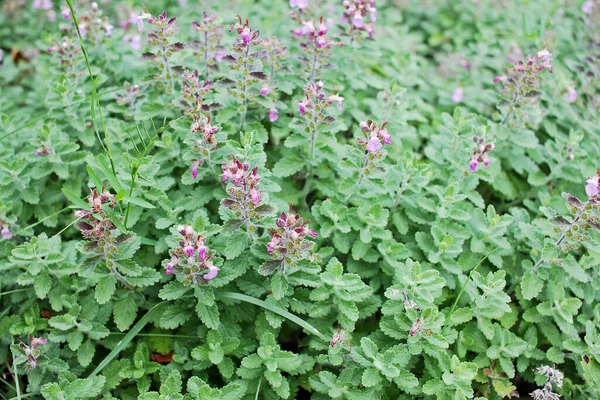 Teucrium Chamaedrys Uma Espécie Planta Ornamental Nativa Europa Norte África — Fotografia de Stock