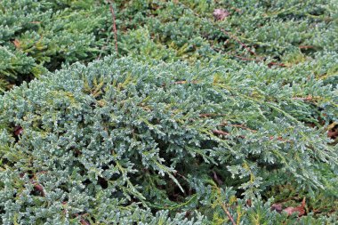 Juniperus squamata, Himalayalar ve Çin 'e özgü, selvi familyasından bir kozalaklı çalı türüdür.