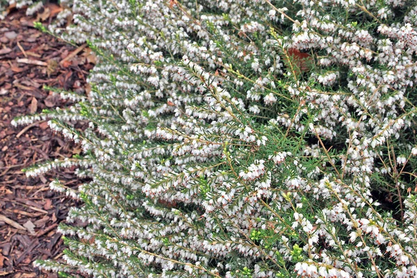 Erica Carnea Charneca Inverno Urze Flores Inverno Charneca Primavera Saúde — Fotografia de Stock