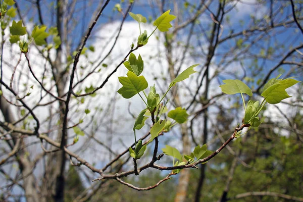 Liriodendron Tulipifera Bekend Als Tulpenboom Amerikaanse Tulpenboom Tulpenboom Tulpenboom Tulpenpopulier — Stockfoto