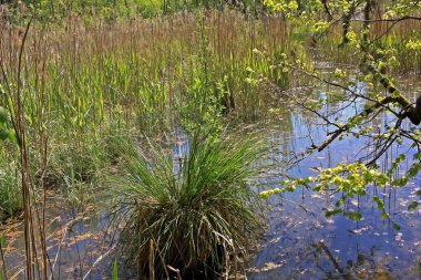 Sigulda, Letonya 'da bahar manzarası