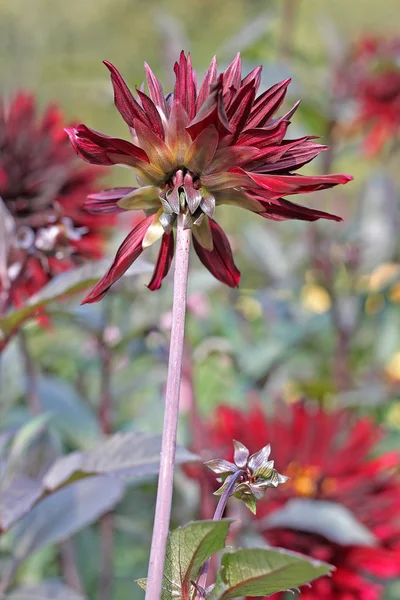 Flores vermelhas escuras Dahlia — Fotografia de Stock