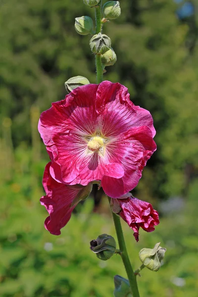 Malva-rosa (Alcea rosea) — Fotografia de Stock