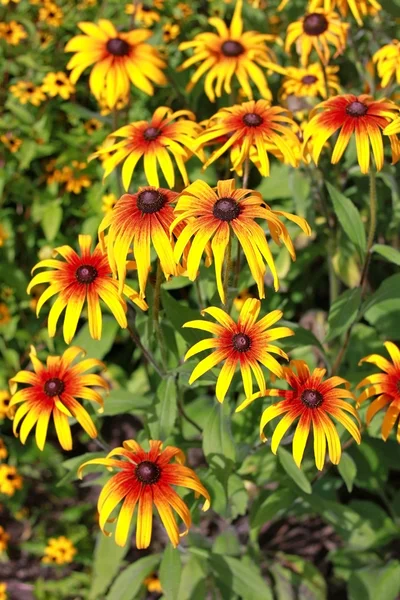 Rudbeckia bicolor — Stock Photo, Image