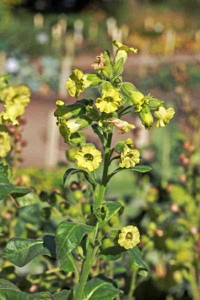 Nicotiana rustica Stockbild