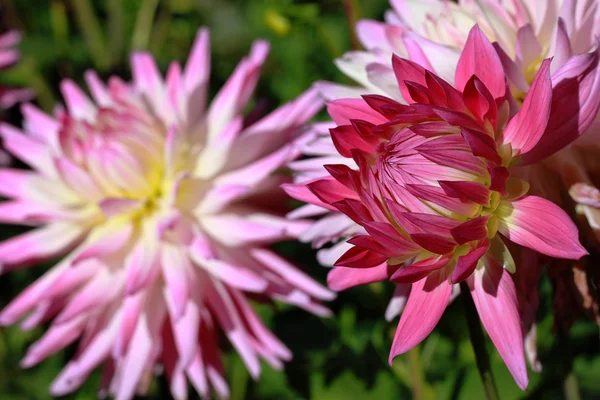 Flores rosa dahlia — Fotografia de Stock