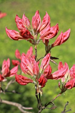 Ormangülü çiçek tomurcukları