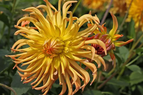 Laranja Dahlia flores no jardim — Fotografia de Stock