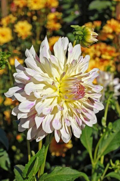 Dália branca flor — Fotografia de Stock