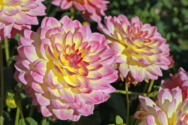 Flores rosa-amarelas Dahlia — Fotografia de Stock