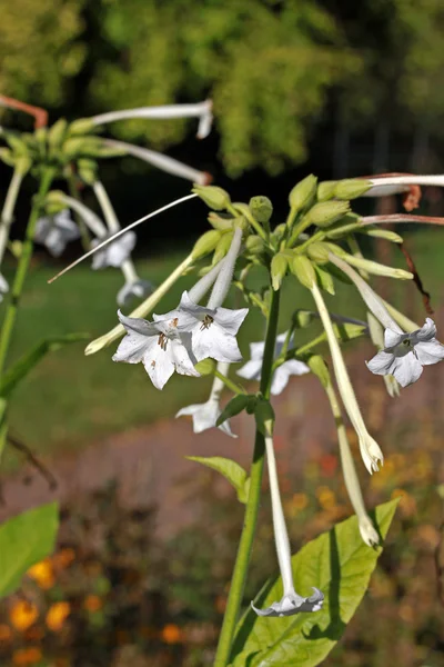 Woodland tobacco (Nicotiana sylvestris) — Stock Photo, Image