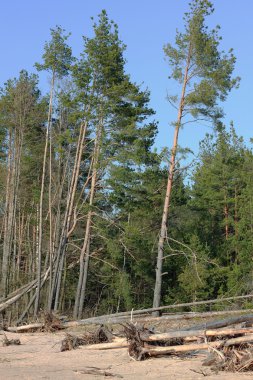 Kırık çam ağaçları