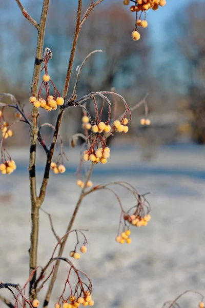 Hybrid varieties of rowan — Stock Photo, Image