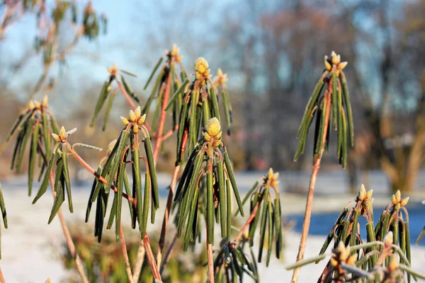 冬にツツジの茂み — ストック写真